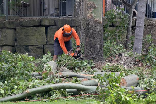 Trusted Cathcart, WA  Tree Services Experts