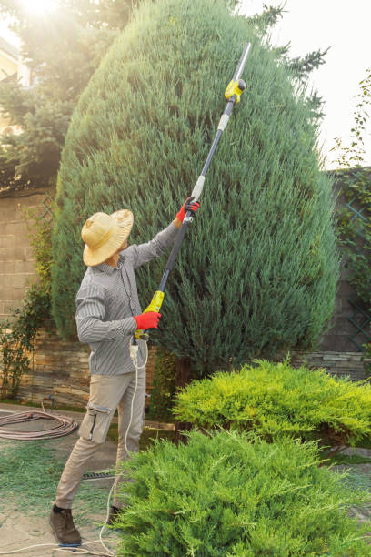 Best Lawn Renovation and Restoration  in Cathcart, WA