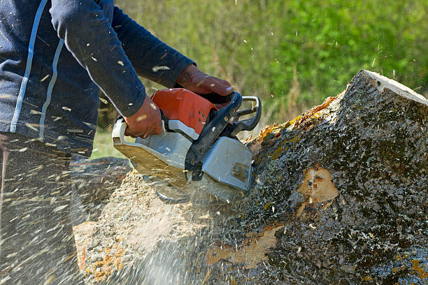 Why Choose Our Tree Removal Services in Cathcart, WA?